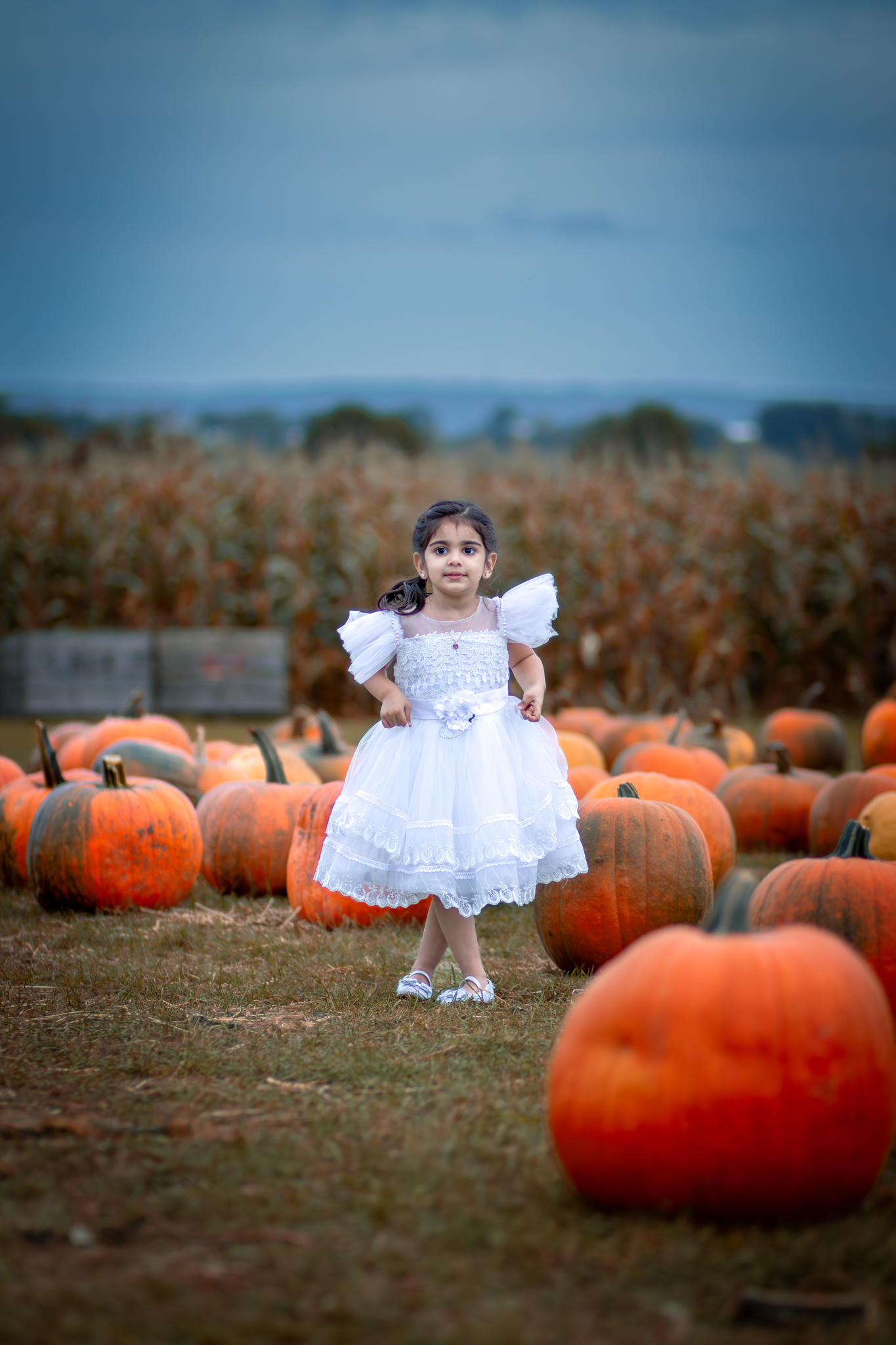 Pumpkin Patch Princess Portrait Nova Scotia